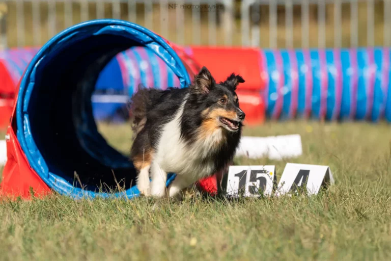 Tunnel-Cup - Édition 2025 - Canifun