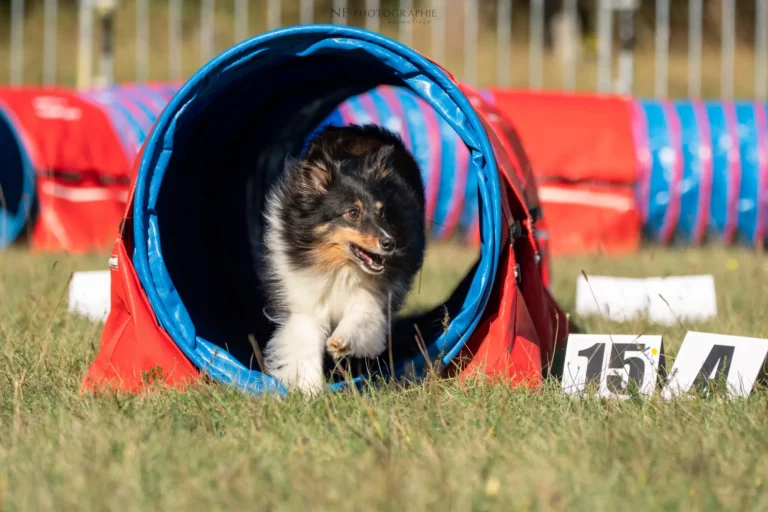Tunnel-Cup - Édition 2025 - Canifun