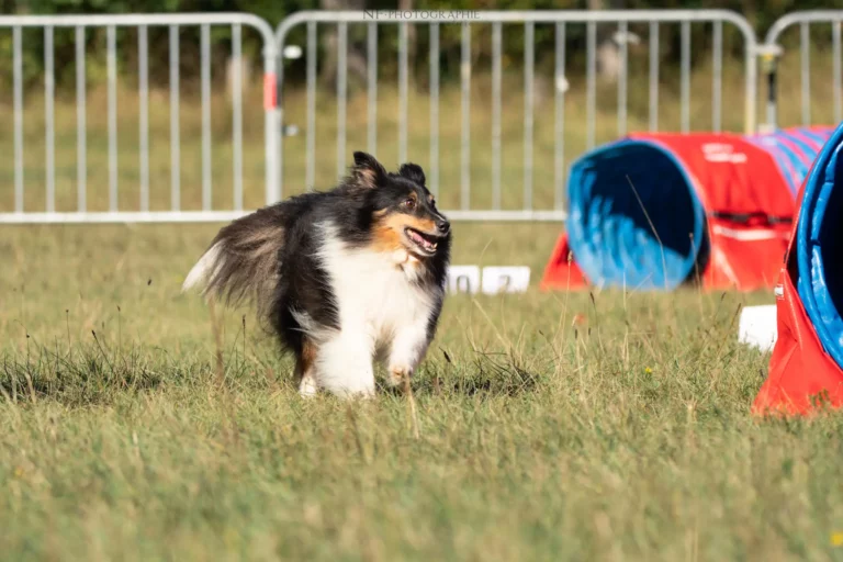 Tunnel-Cup - Édition 2025 - Canifun
