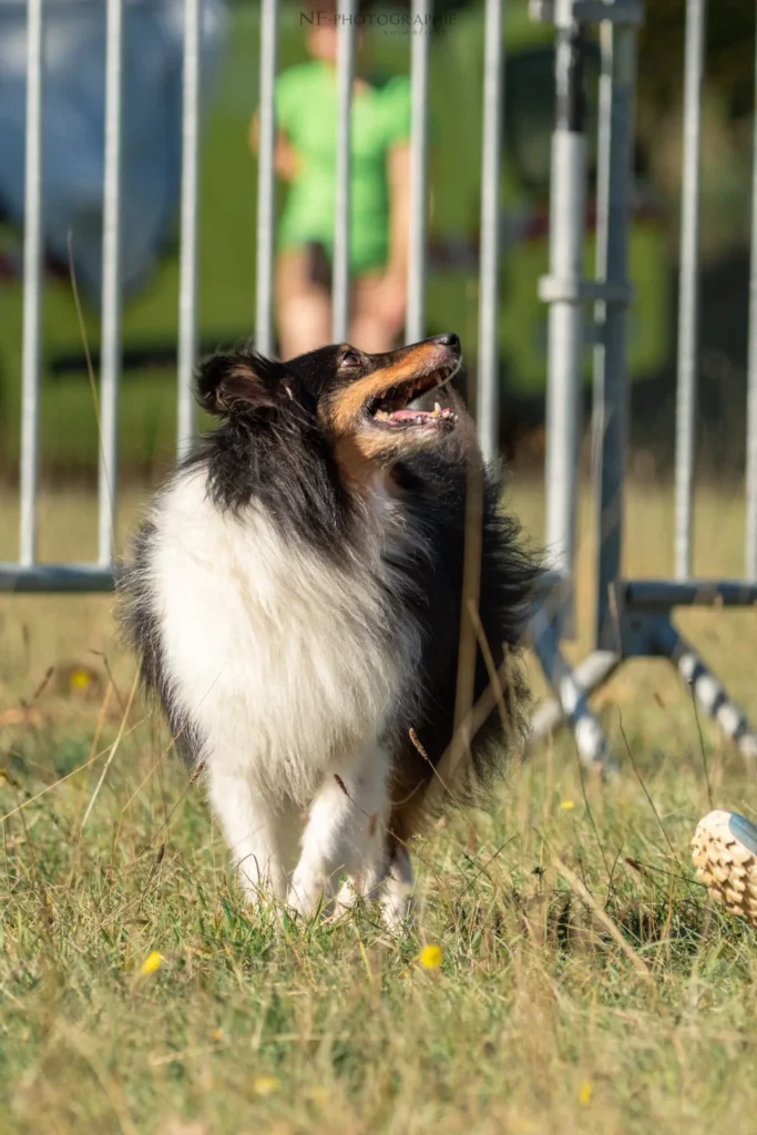 Tunnel-Cup - Édition 2025 - Canifun