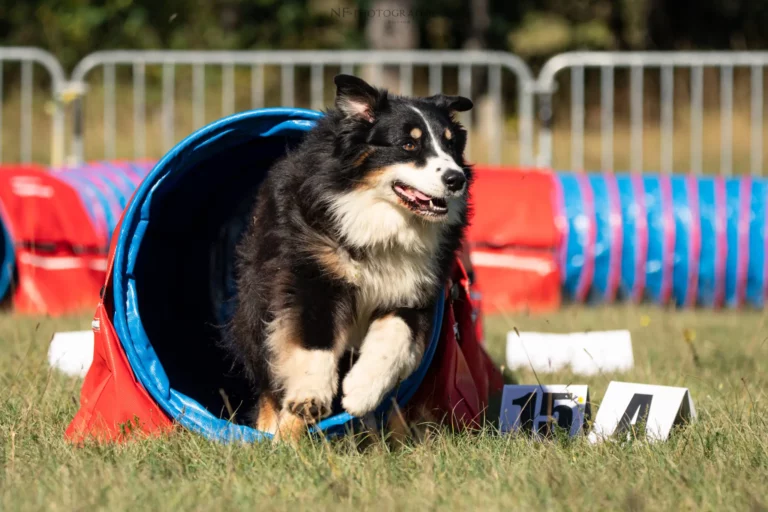 Tunnel-Cup - Édition 2025 - Canifun