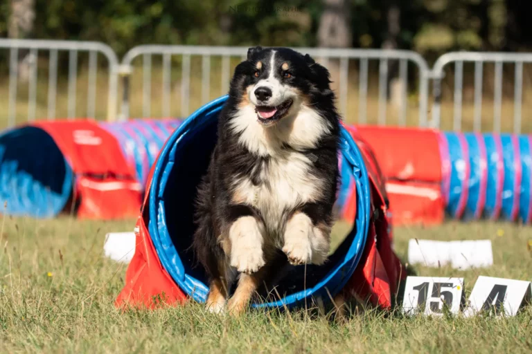 Tunnel-Cup - Édition 2025 - Canifun