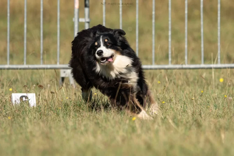Tunnel-Cup - Édition 2025 - Canifun