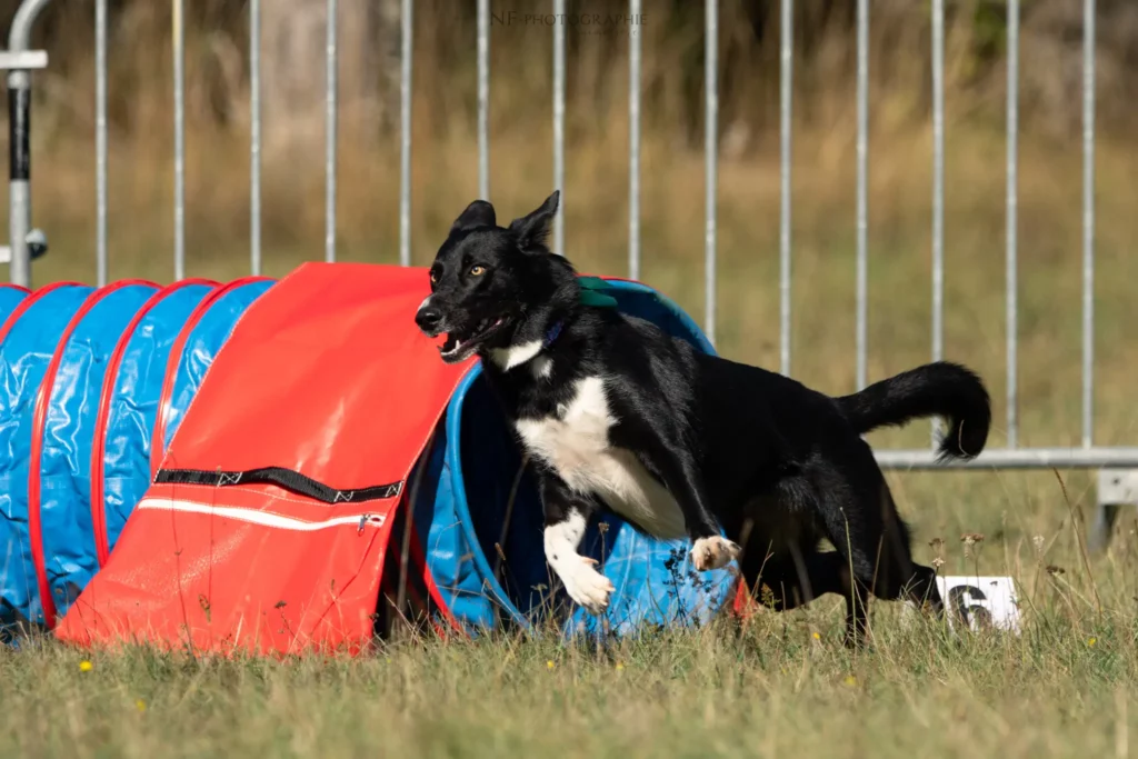 Tunnel-Cup - Édition 2025 - Canifun
