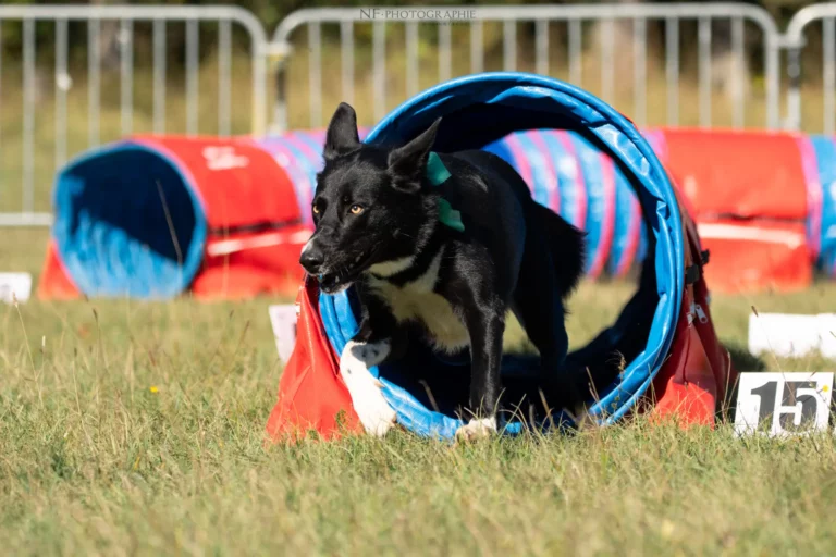 Tunnel-Cup - Édition 2025 - Canifun