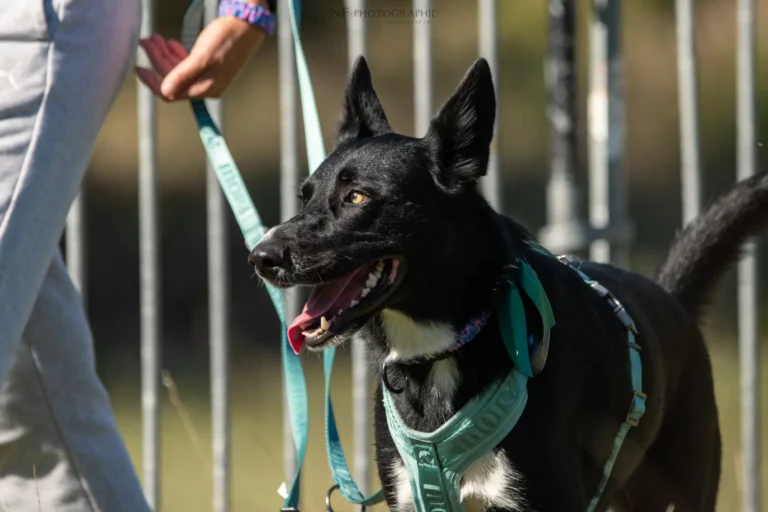 Tunnel-Cup - Édition 2025 - Canifun