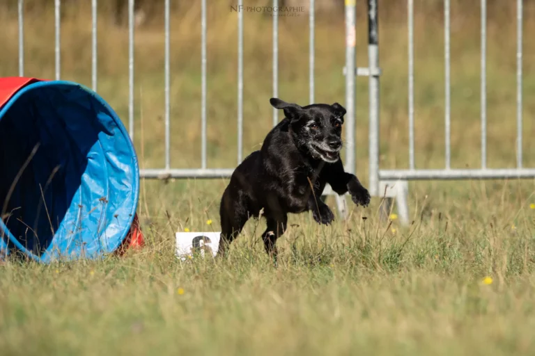 Tunnel-Cup - Édition 2025 - Canifun