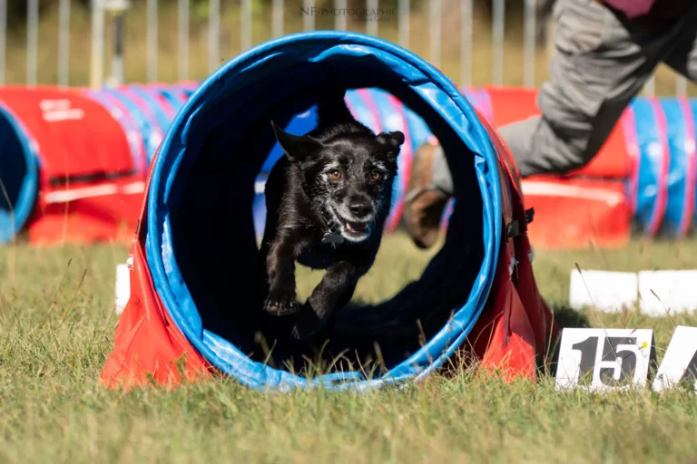 Tunnel-Cup - Édition 2025 - Canifun