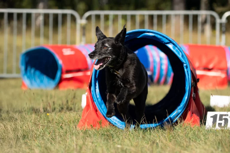 Tunnel-Cup - Édition 2025 - Canifun
