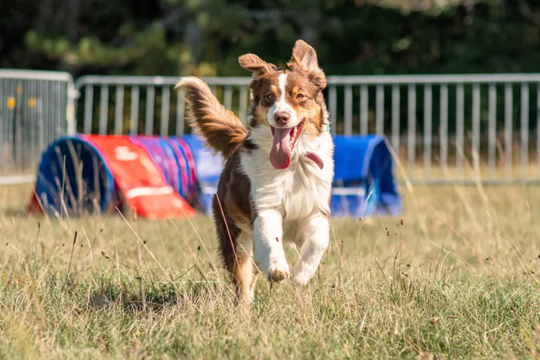 Tunnels - Édition 2025 - Canifun