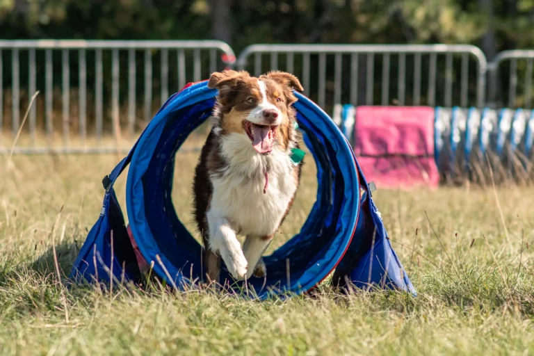 Tunnels - Édition 2025 - Canifun