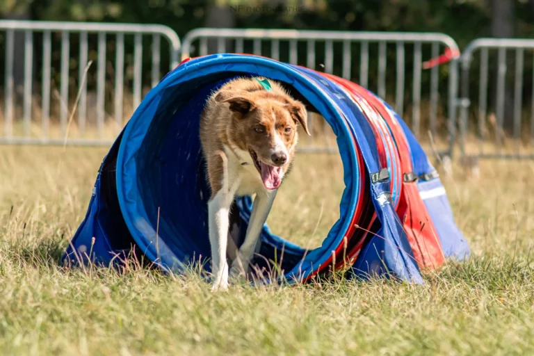 Tunnels - Édition 2025 - Canifun