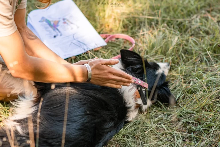 Massage Canin - Édition 2025 - Canifun