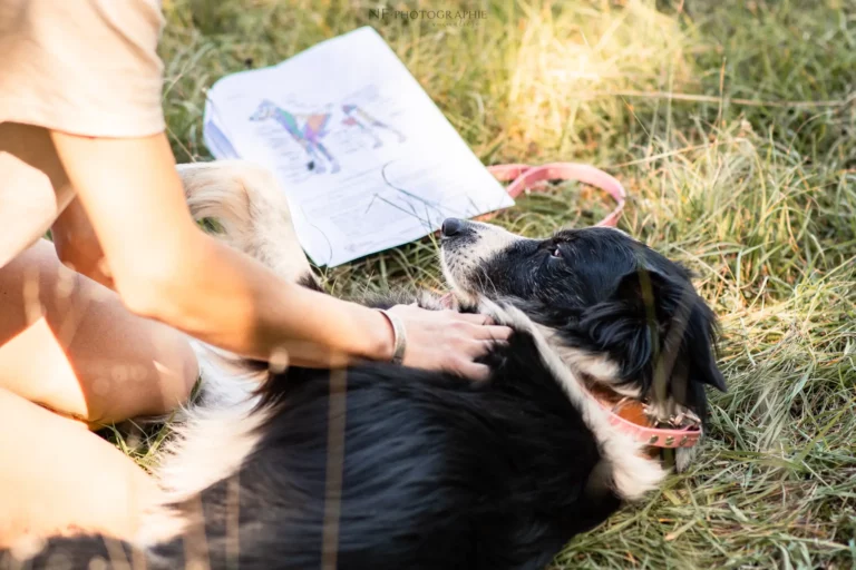 Massage Canin - Édition 2025 - Canifun