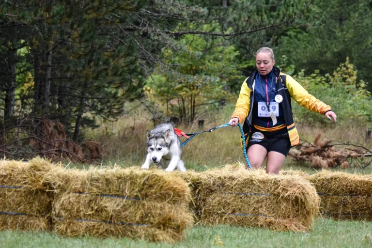 Cani-Parcours - Édition 2025 - Canifun