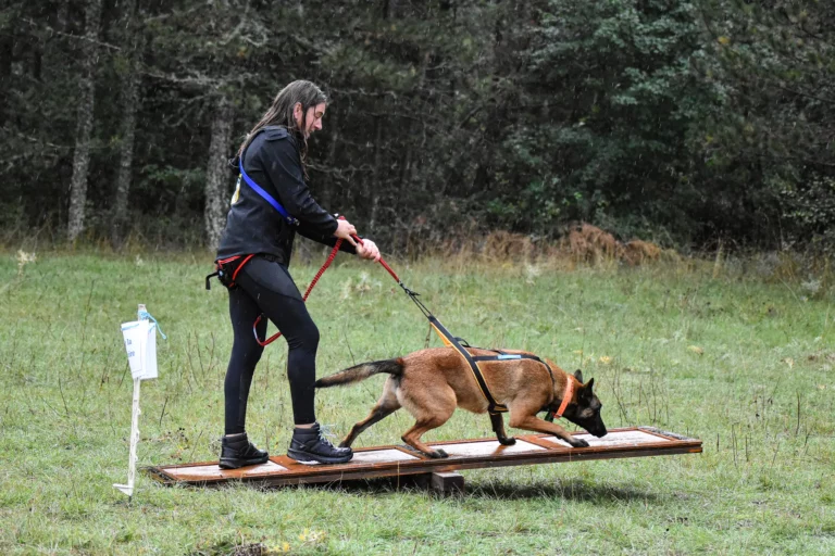 Cani-Parcours - Édition 2025 - Canifun