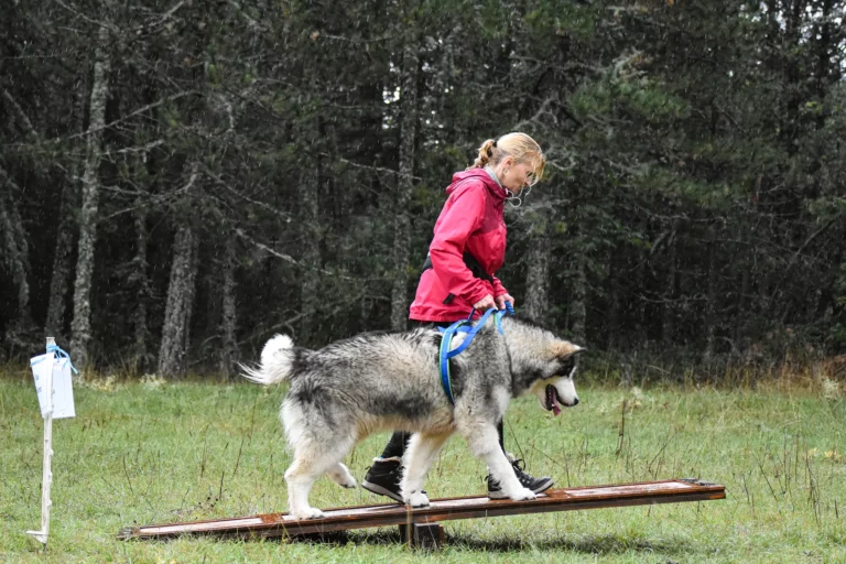 Cani-Parcours - Édition 2025 - Canifun