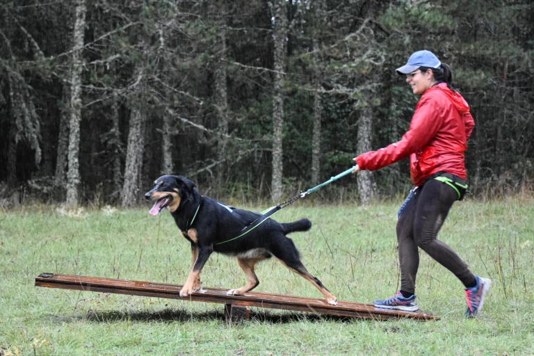 Cani-Parcours - Édition 2025 - Canifun