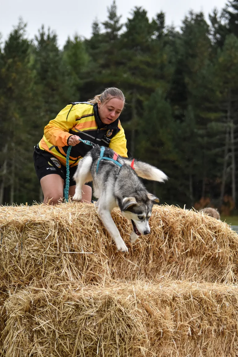 Cani-Parcours - Édition 2025 - Canifun
