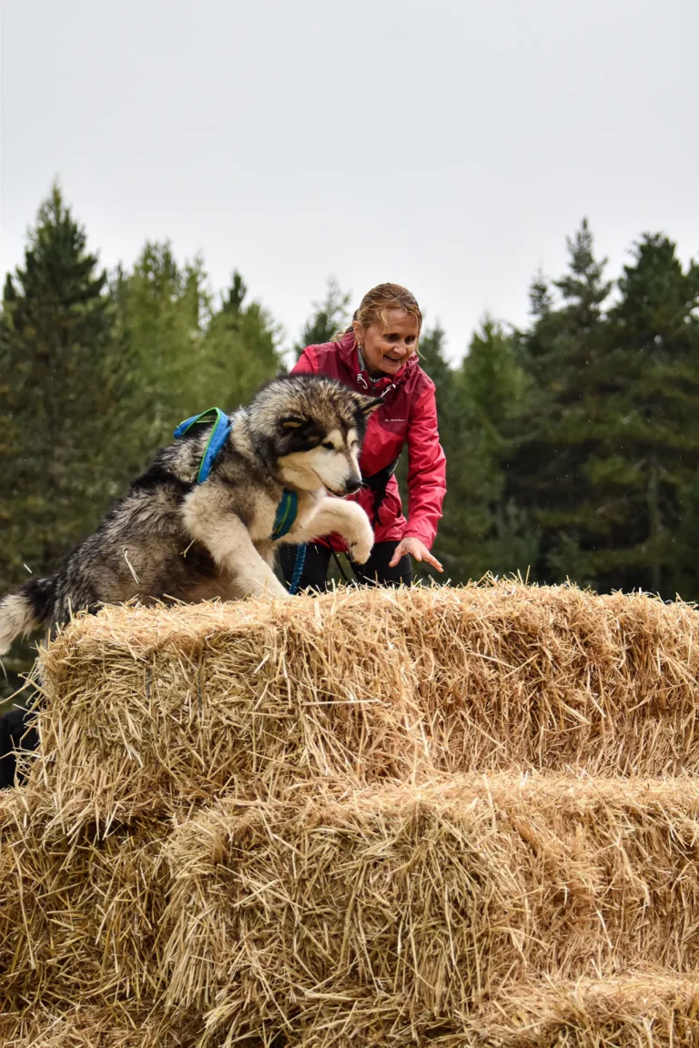 Cani-Parcours - Édition 2025 - Canifun