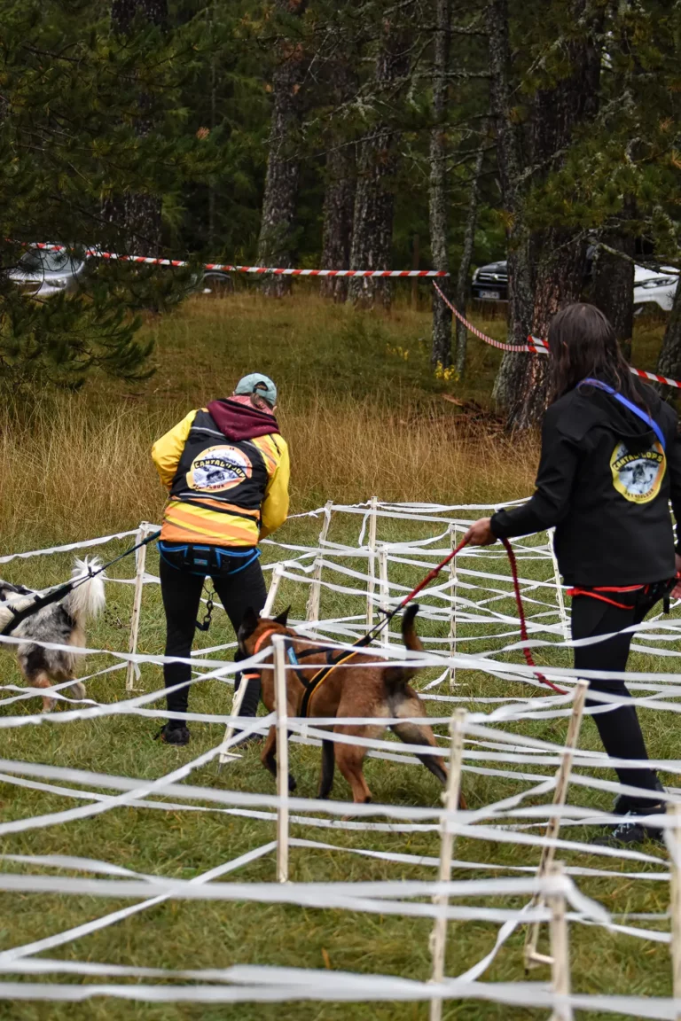 Cani-Parcours - Édition 2025 - Canifun