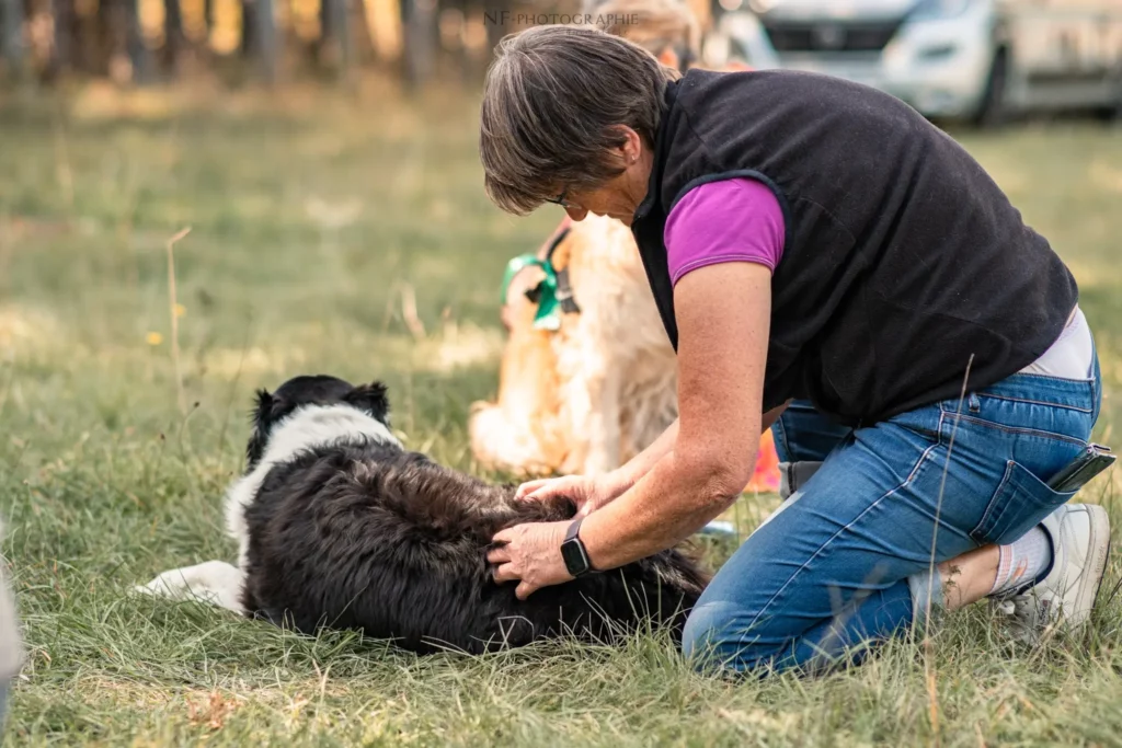Massage Canin - Édition 2025 - Canifun