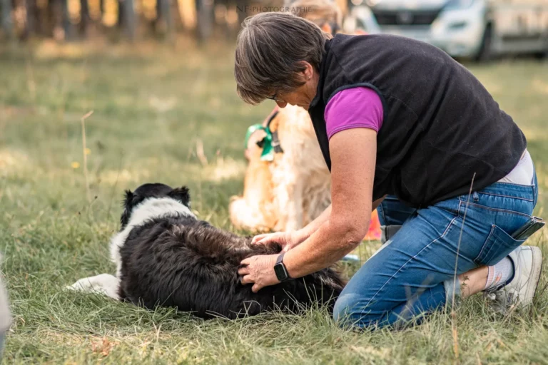 Massage Canin - Édition 2025 - Canifun