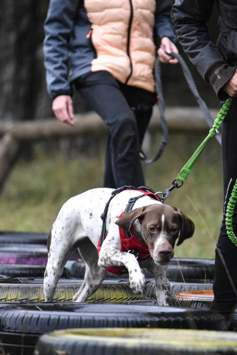 Cani-Parcours - Édition 2025 - Canifun