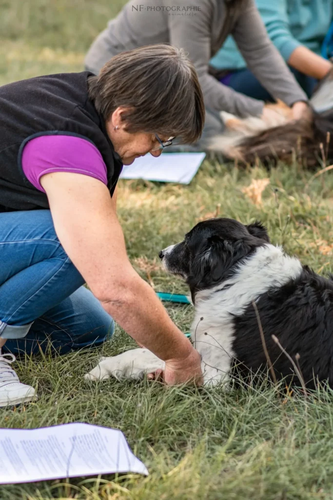 Massage Canin - Édition 2025 - Canifun