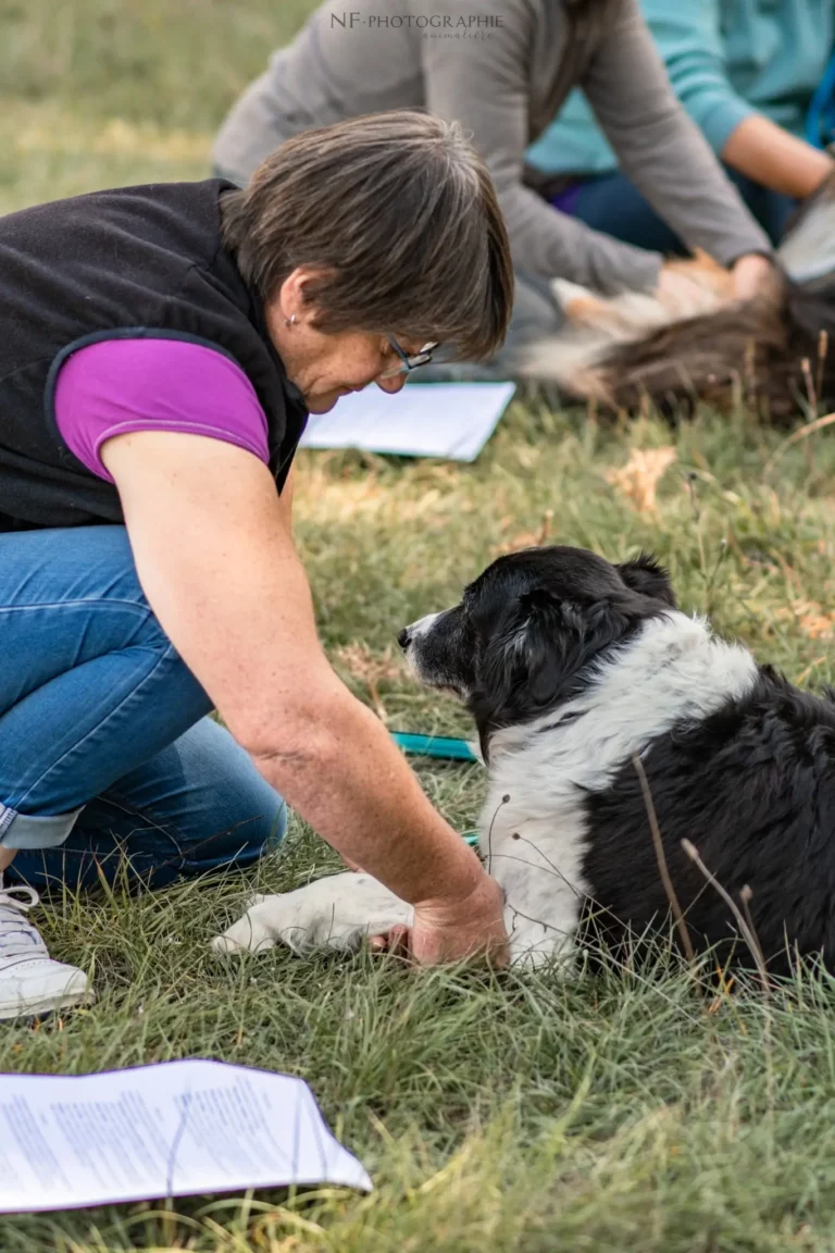 Massage Canin - Édition 2025 - Canifun