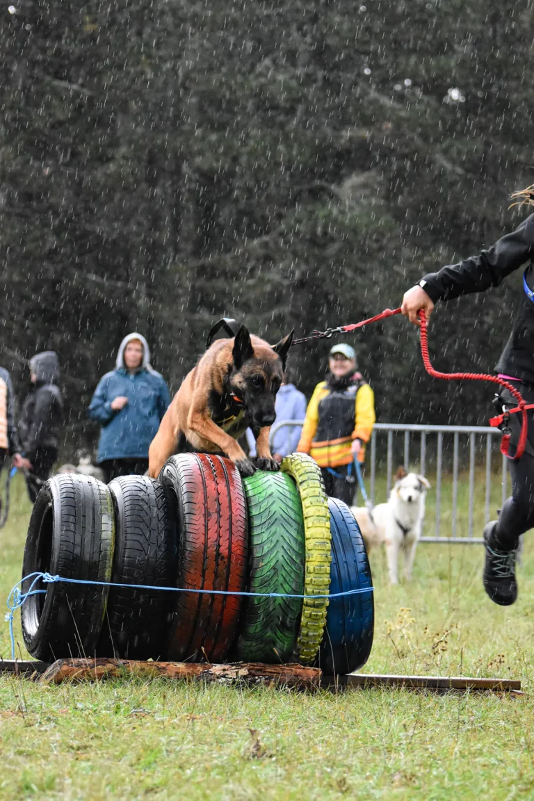 Cani-Parcours - Édition 2025 - Canifun