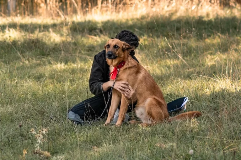 Massage Canin - Édition 2025 - Canifun