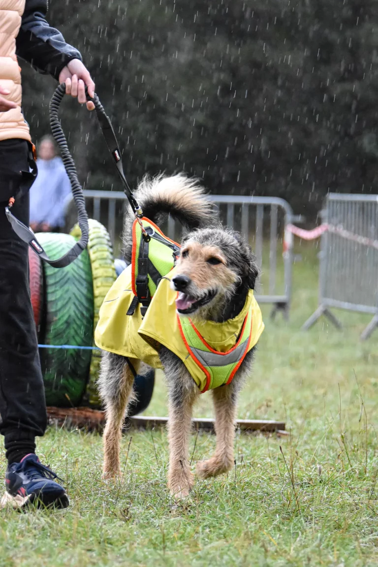 Cani-Parcours - Édition 2025 - Canifun