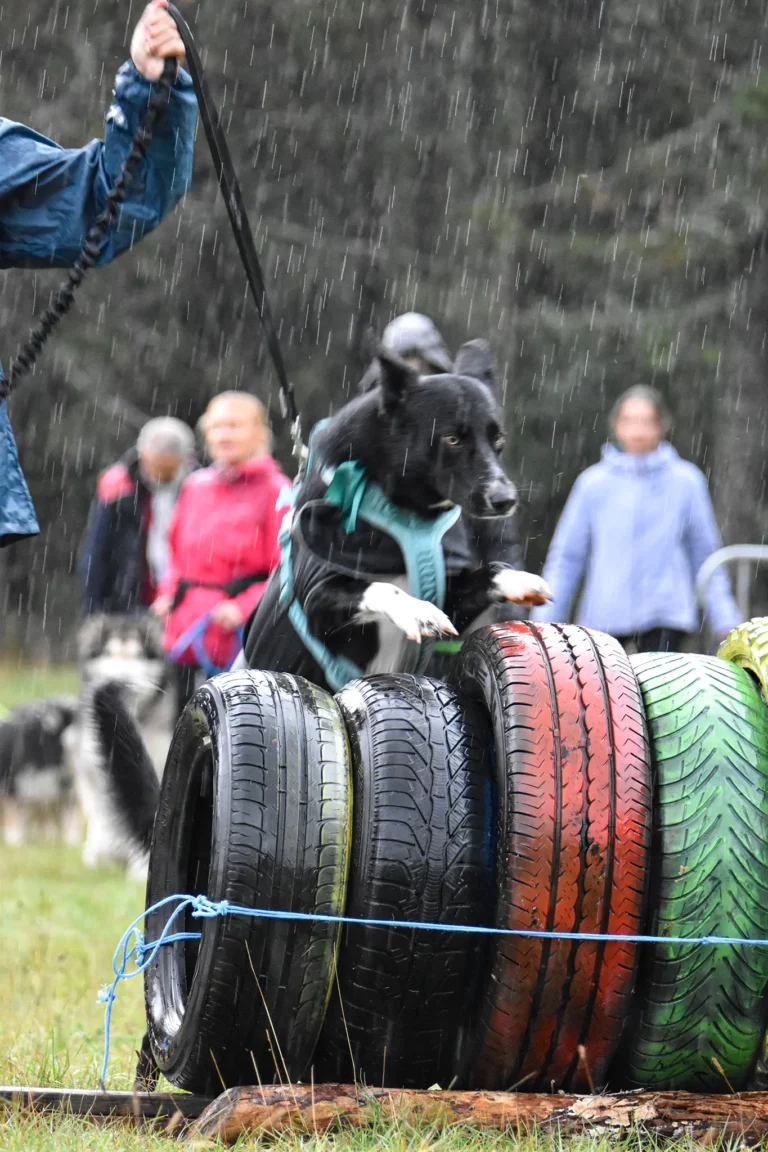 Cani-Parcours - Édition 2025 - Canifun