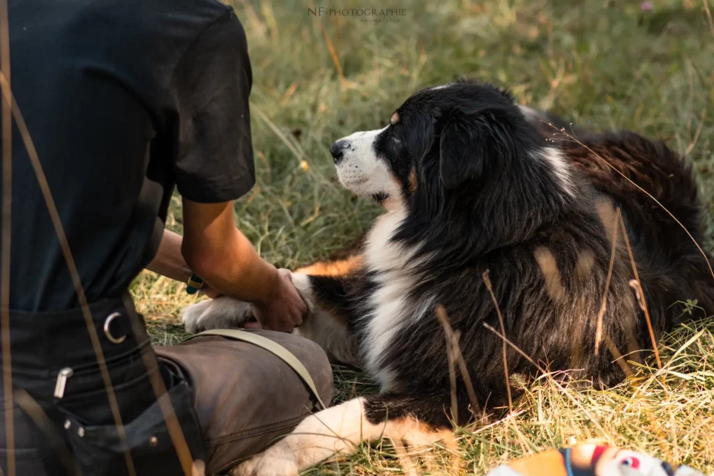 Massage Canin - Édition 2025 - Canifun