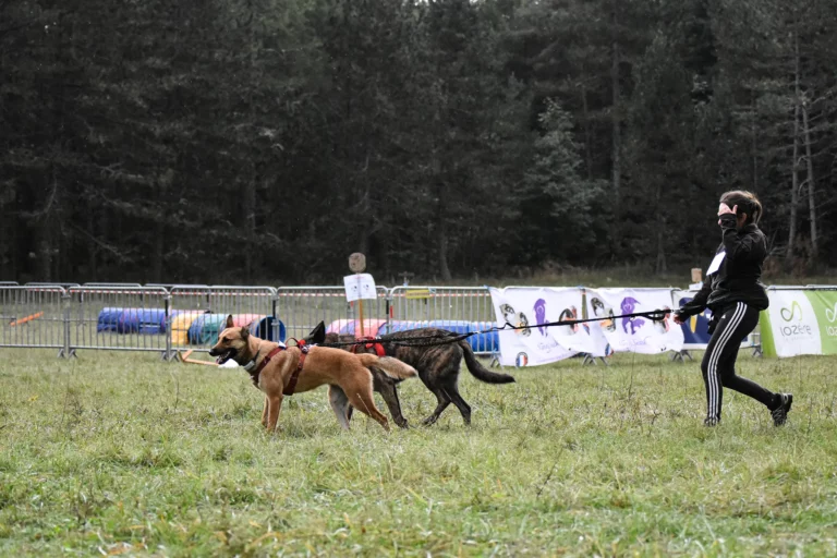 Village - Dimanche - Édition 2025 - Canifun