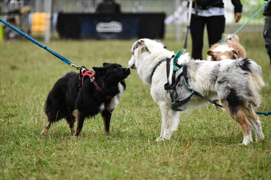 Village - Dimanche - Édition 2025 - Canifun