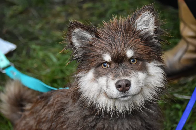 Village - Dimanche - Édition 2025 - Canifun