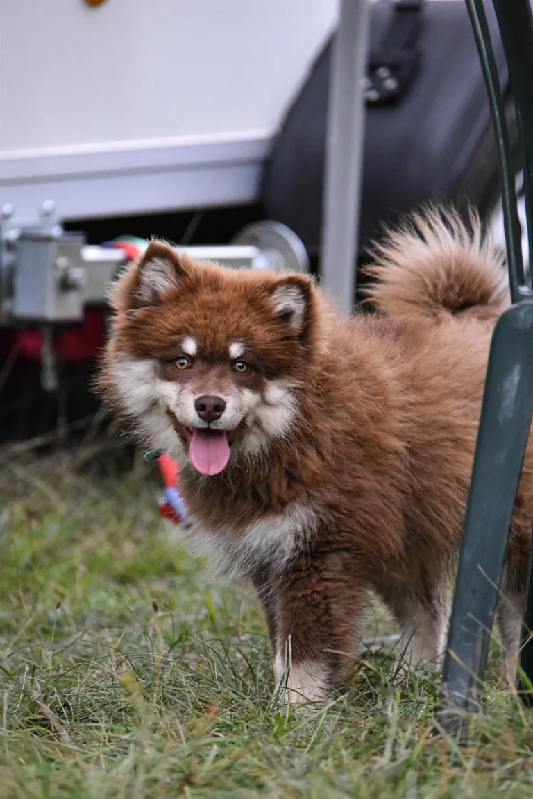 Village - Dimanche - Édition 2025 - Canifun