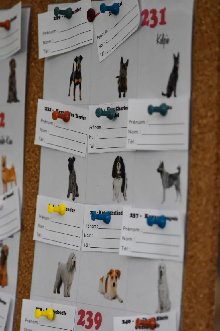 Village - Dimanche - Édition 2025 - Canifun