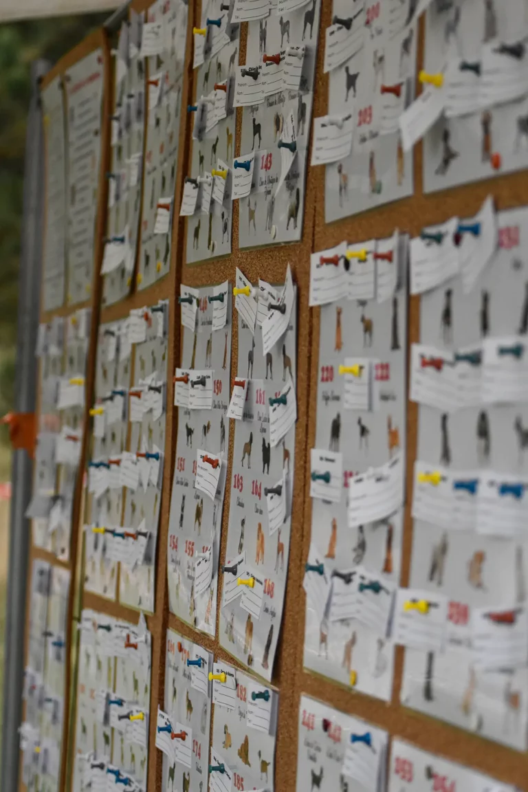 Village - Dimanche - Édition 2025 - Canifun