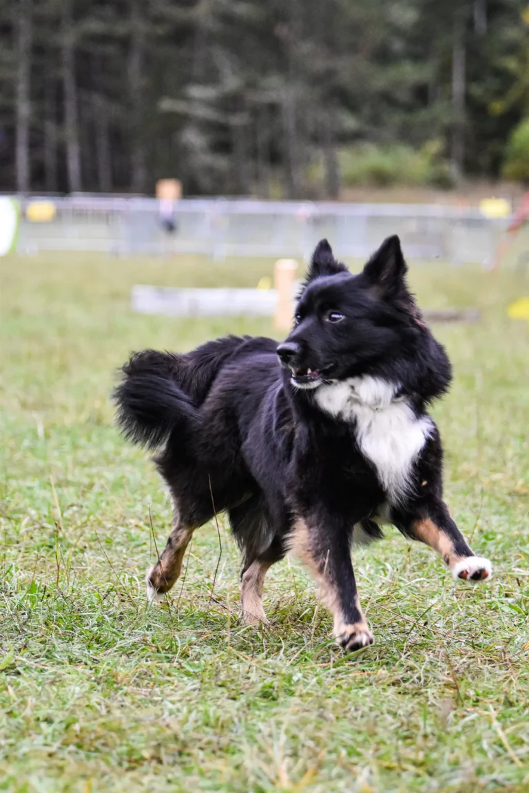 Village - Dimanche - Édition 2025 - Canifun