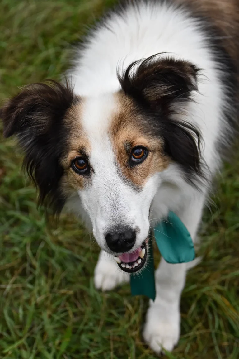 Village - Dimanche - Édition 2025 - Canifun