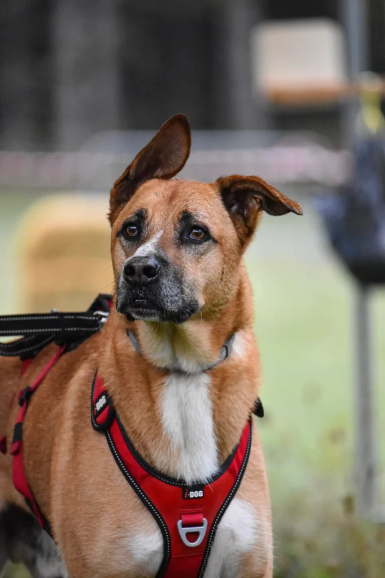 Village - Dimanche - Édition 2025 - Canifun