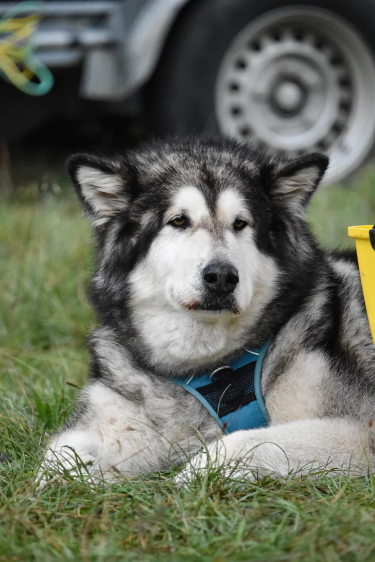 Village - Dimanche - Édition 2025 - Canifun