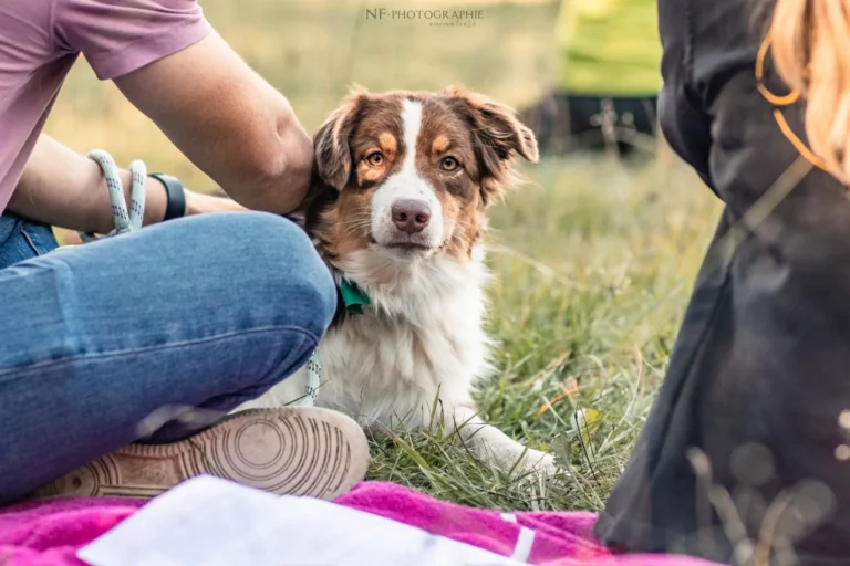 Massage Canin - Édition 2025 - Canifun