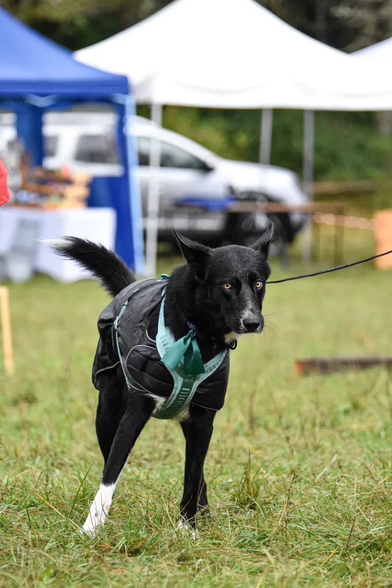 Village - Dimanche - Édition 2025 - Canifun