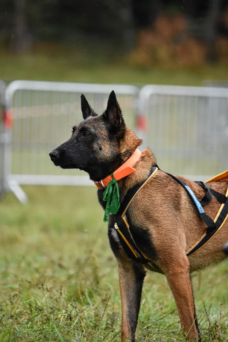 Village - Dimanche - Édition 2025 - Canifun