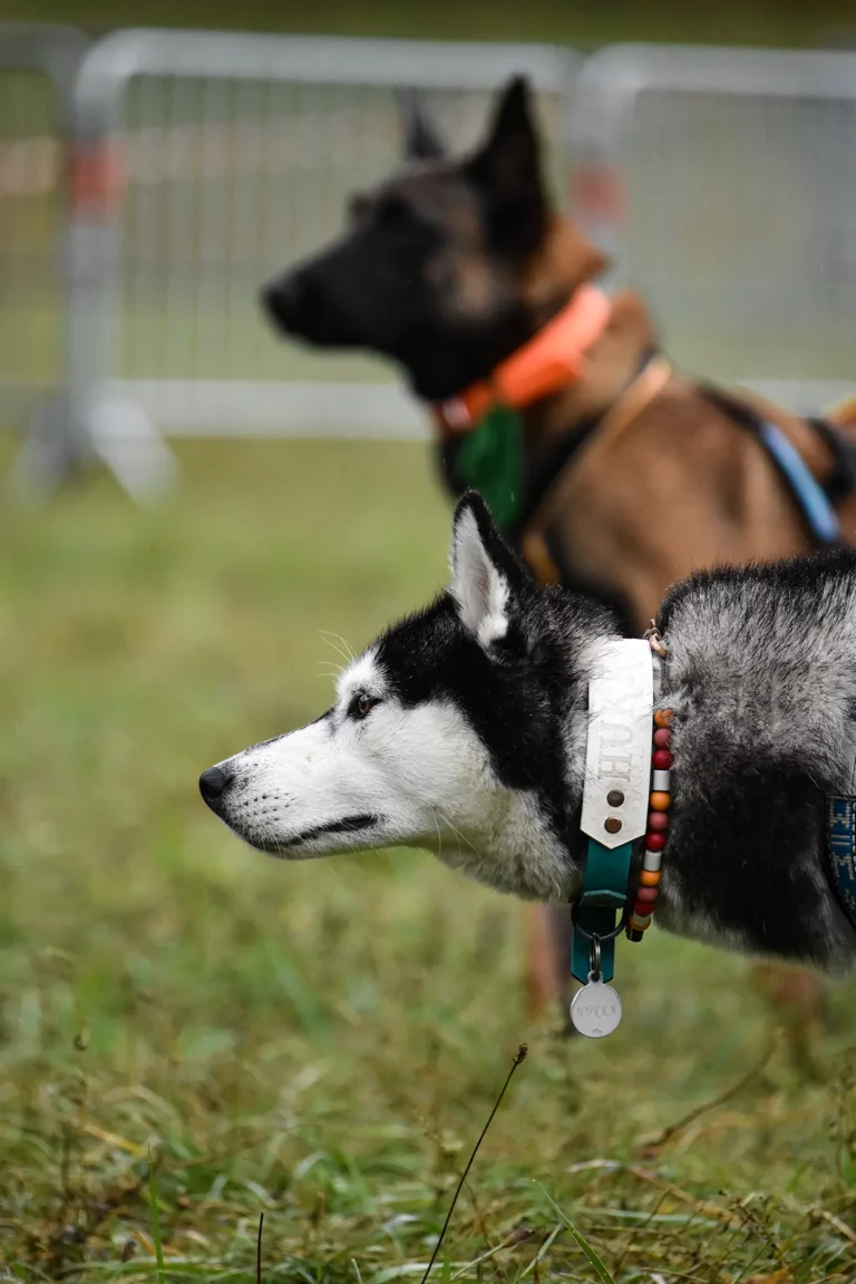 Village - Dimanche - Édition 2025 - Canifun