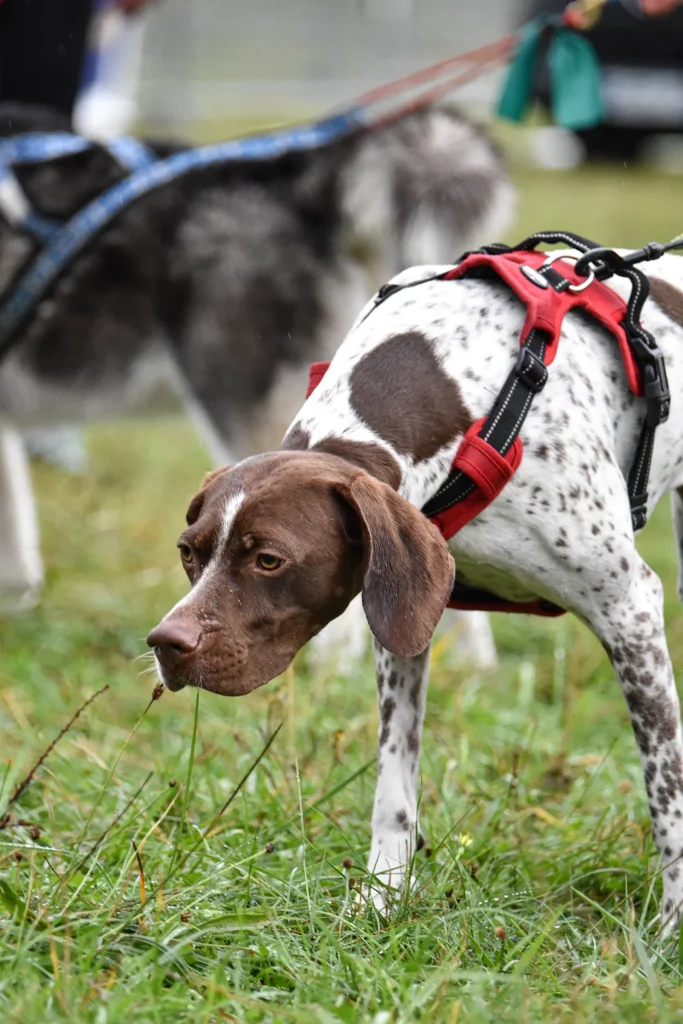 Village - Dimanche - Édition 2025 - Canifun
